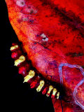 Cetosia Caterpillar on Leaf of Tropical Almond, Jomtien, Chonburi, Thailand