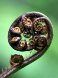 Buy Ponga Frond, Morere, New Zealand at AllPosters.com