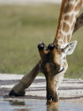 Southern Giraffe Drinking, Etosha National Park, Kunene, Namibia