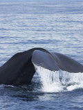 Sperm Whale, Kaikoura, New Zealand