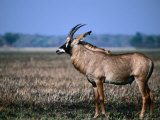 Roan Antelope in Profile, Kafue National Park, North Western Province, Zambia
