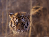 Siberian Tiger in Long Grass, North China, China