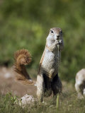Buy Ground Squirrel, Etosha National Park, Kunene, Namibia at AllPosters.com