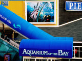 Aquarium of the Bay, Pier 39, Fisherman's Wharf, San Francisco, California Photographic Print