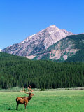 Buy Elk and Mountains Near Coyote Valley, Rocky Mountain National Park, Colorado at AllPosters.com