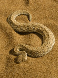 Peringuey's Adder, Namib Desert Park, Erongo, Namibia