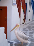 Pelican Standing in Alleyway, Mykonos Island, Southern Aegean, Greece
