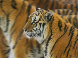 Siberian Tigers, North China, China