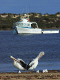 Pelicans and Seagulls with Boat, Eyre Peninsula, Baird Bay, South Australia