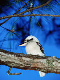 Kookaburra, Queensland, Australia