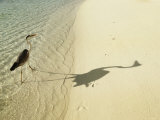 Heron Walking along Beach, Mafushivaru, Ari Atoll, Alifu, Maldives