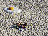 Large Egg on Tamarama Beach, Sydney