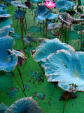 Vietnamese Hold Lotus in High Regard, Phan Rang-Thap Cham, Ninh Thuan, Vietnam