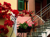 Flowers and Painted Houses in Town in Cinque Terre, Manarola, Liguria, Italy