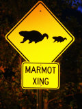 Marmot Crossing Sign Near Maroon Bells, Aspen, Colorado