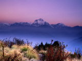 Sunrise over Mountains with Plants in Foreground, Poon Hill, Gandaki, Nepal
