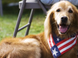 Dog Wearing Patriotic Scarf, Anchorage, Alaska