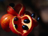 Rainforest Fruit, Cape York Peninsula, Queensland, Australia