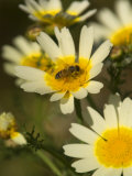 Bee Sitting on Wildflower, Naxos, Southern Aegean, Greece