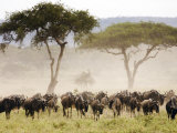 Topi, Serengeti National Park, Shinyanga, Tanzania