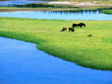 American Bison Grazing in Meadow Near Yellowstone River, Wyoming