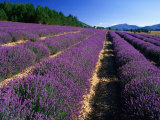 Buy Rows of Lavender in Bloom, Vaucluse Region, Sault, Provence-Alpes-Cote d'Azur, France at AllPosters.com