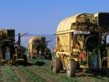 Machinery Harvesting Beans, San Joaquin, California