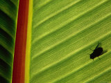 Silhouette of Fly on Banana Leaf, Tzimbazaza Zoo, Antananarivo, Antananarivo, Madagascar