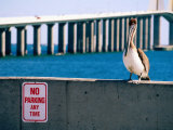 Brown Pelican in Front of Sunshine Skyway Bridge, Tampa Bay, Tampa, Florida