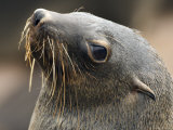 Cape Fur Seal, Skeleton Coast, Cape Cross Seal Reserve, Erongo, Namibia