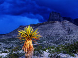 Yucca with Thunderstorm in Background, Guadalupe Mountains National Park, Texas