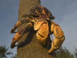 Giant Coconut Crab World's Largest Terrestial Crab, Chumbe Island, Zanzibar West, Tanzania