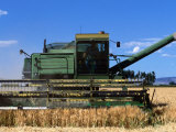 Buy Wheat Harvester, Newell, Tule Lake, California at AllPosters.com