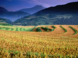 Wet Rice Is Commonly Grown in Terraced Mountain Valley of Northern Vietnam, Sapa, Lao Cai, Vietnam