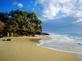 Cabbage Trees and Beach, Rainbow Beach, Queensland, Australia