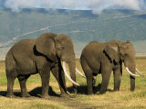 African Elephant, Ngorongoro Crater, Arusha, Tanzania