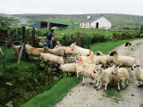 Buy Sheep Crossing Road, Ireland at AllPosters.com