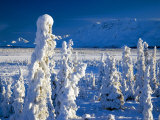Frozen Spruce Forest, Chugach Mountains, Chugach National Forest, Alaska