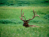 Buy Elk in Meadow, Yellowstone National Park, Wyoming at AllPosters.com