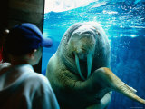 Buy Young Boy Looking at Walrus, Sea World, San Diego, California at AllPosters.com