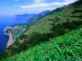 Buy Vineyards from Trail Above Corniglia, Cinque Terre, Liguria, Italy at AllPosters.com