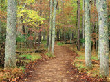 Forest Trail, Cades Cove, Great Smoky Mountains National Park, Tennessee