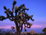 Wildflowers, Joshua Trees, Joshua Tree National Park, California