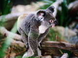 Koala, Hartley's Creek Crocodile Farm, Cairns, Queensland, Australia