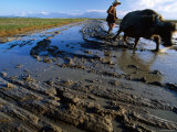 Water Buffaloes, Hue, Thua Thien-Hue, Vietnam