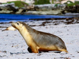 Seal Pup on Beach, Kangaroo Island, South Australia