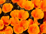 California Poppy Reserve, Antelope Valley, California