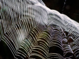 Orb Spider Web, Big Cypress Natural Preserve, Florida