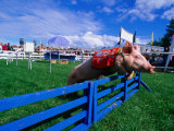 Buy All Alaskan Racing Pig Jumping Fence in Race at Alaska State Fair, Palmer, Alaska at AllPosters.com