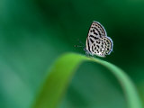 Spotted Pierrot Butterfly, Jomtien, Chonburi, Thailand